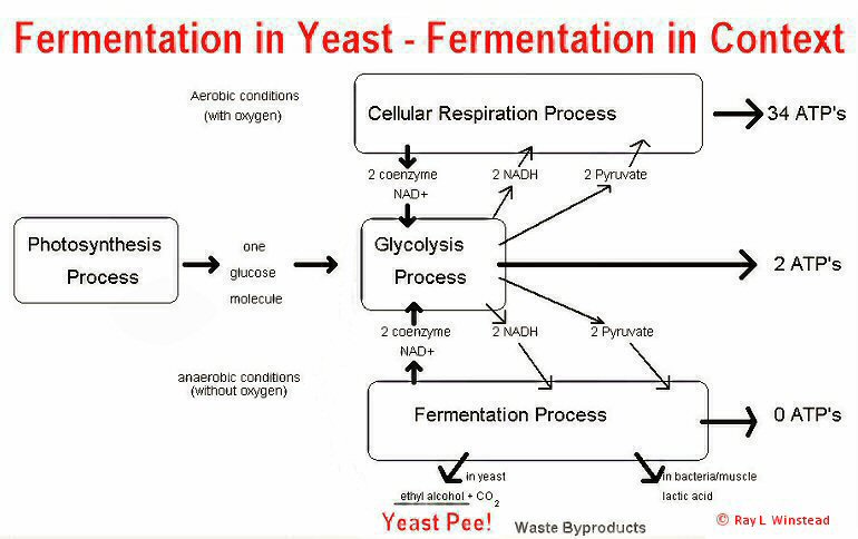 Fermentation in Yeast - Fermentation in Context