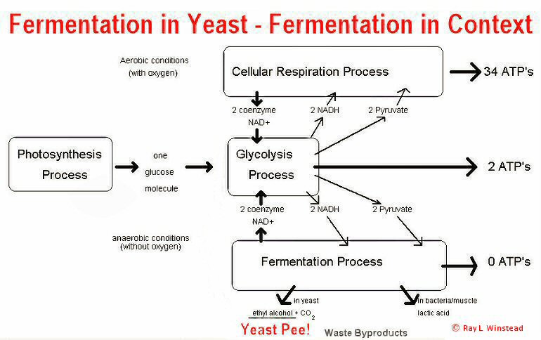 Dr Ray L Winstead Fermentation